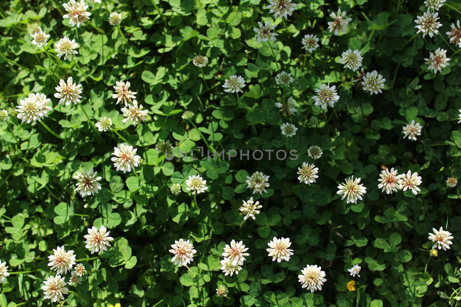 The picture shows white clover in the meadow