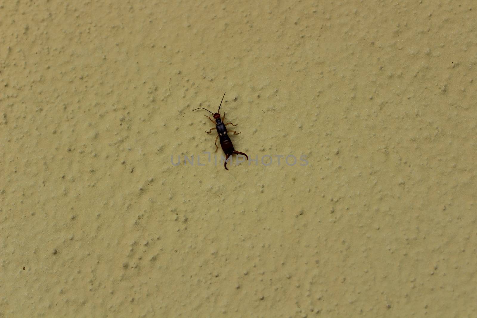 The picture shows an earwig on the white wall