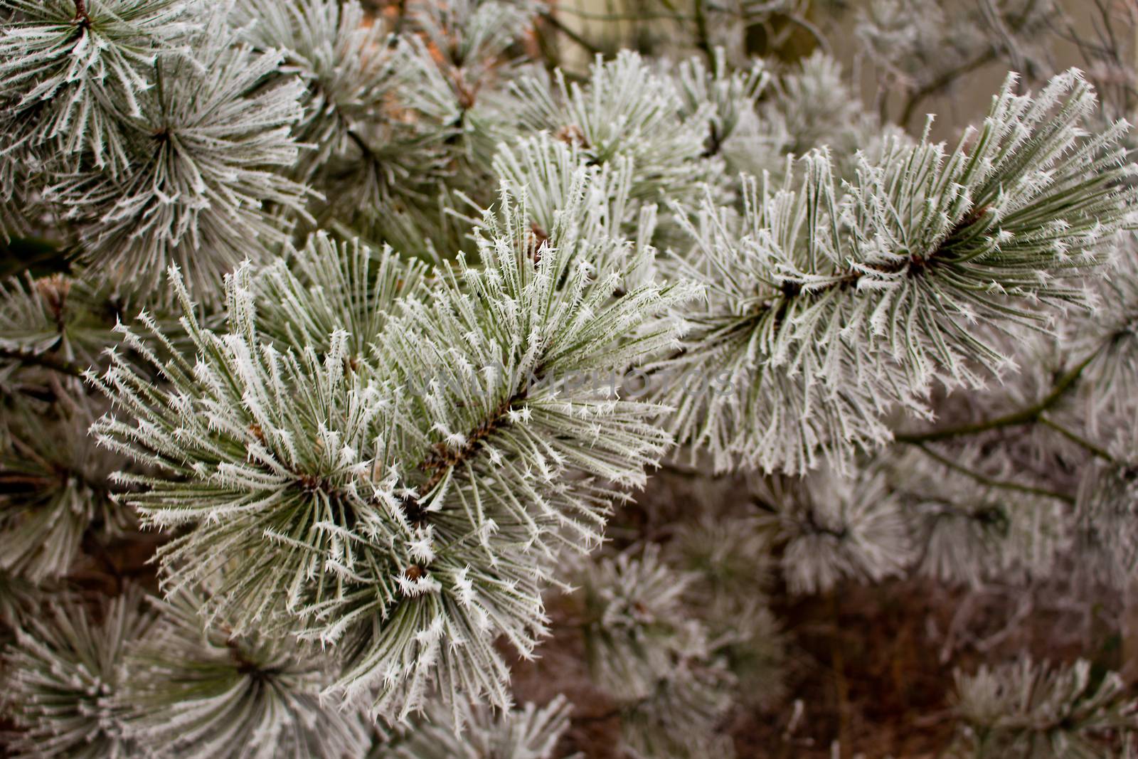 Frozen spruce trees and branches. by Arkadij