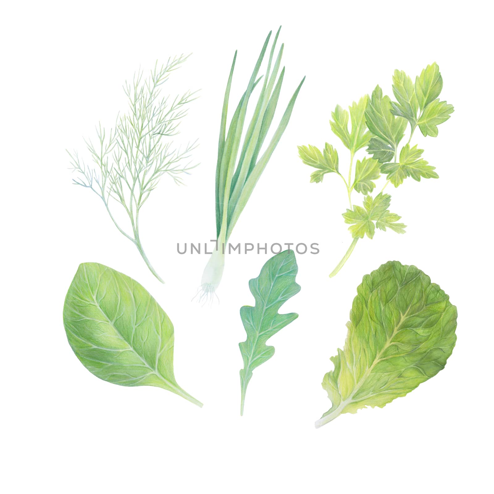 Set of fresh herbs isolated on white background. Spring Green onion, Lettuce, Fennel, Parsley, Arugula rucola (rocket salad) and spinach. Watercolor realistic botanical art. Hand drawn illustration