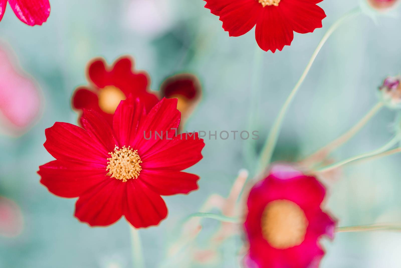 Closeup beautiful red cosmos flower in the field with sunlight a by pt.pongsak@gmail.com