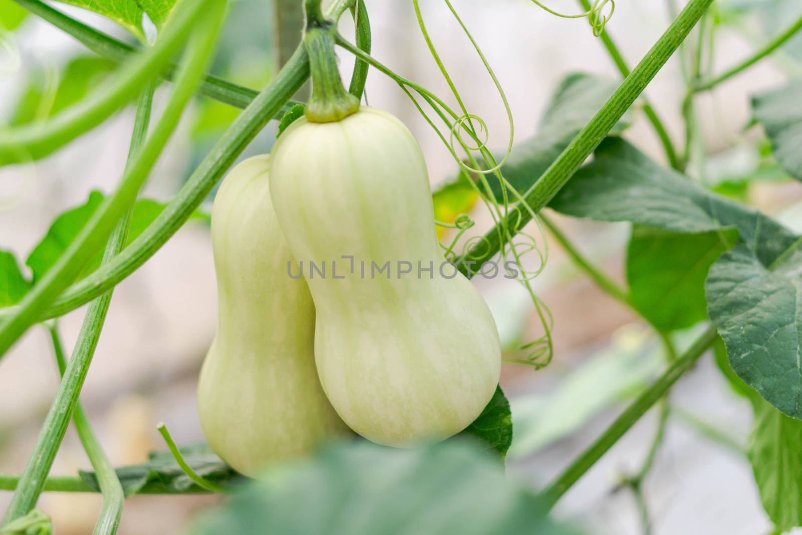 Closeup butternut squash on tree branch in the farm, selective f by pt.pongsak@gmail.com