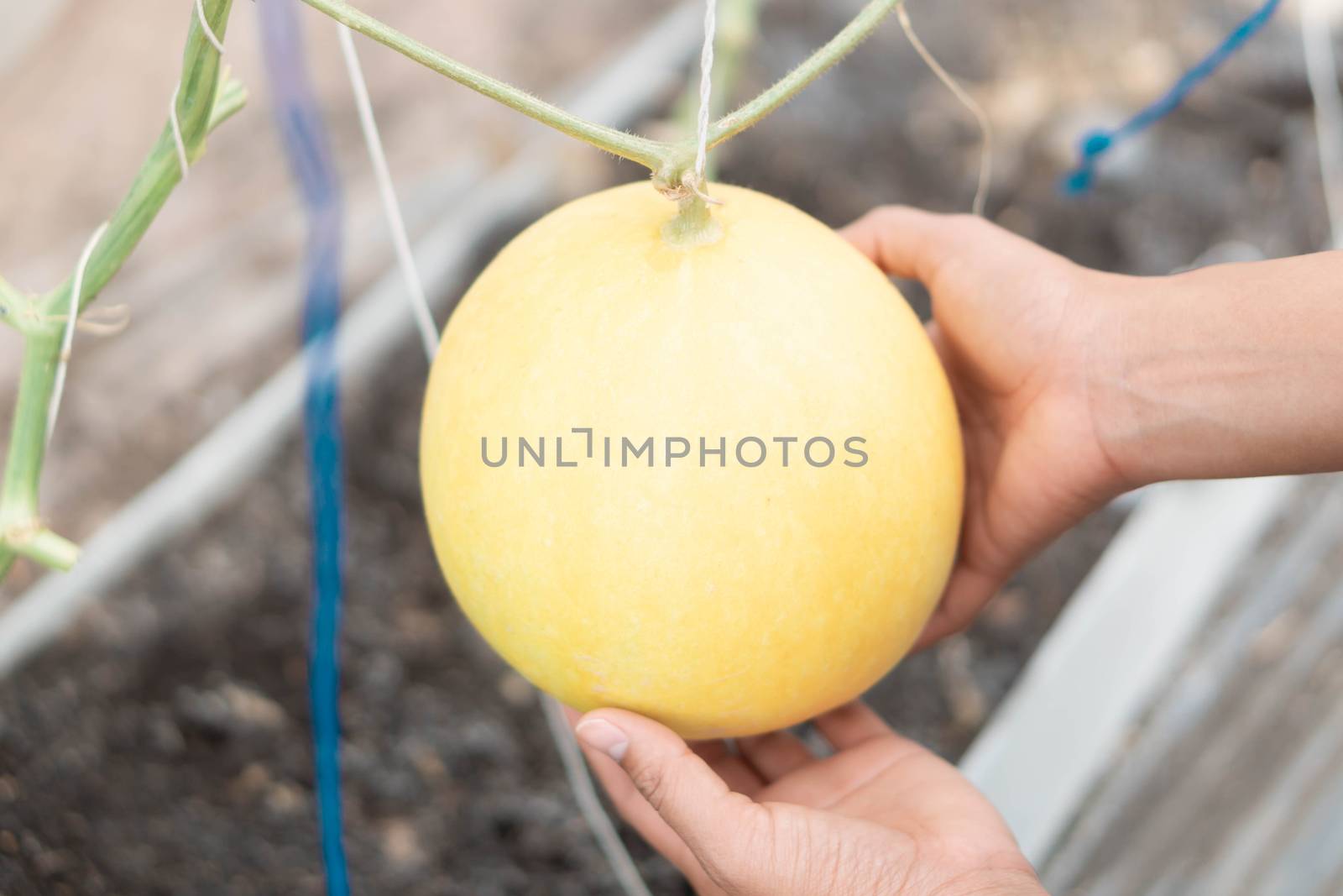 Woman hand holding fresh mellon on tree branch in the farm, selective focus