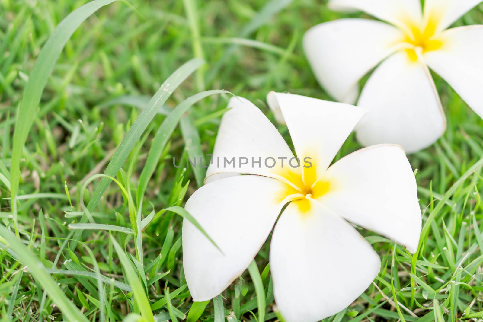 Closeup Plumeria white color on green grass  background for spa  by pt.pongsak@gmail.com
