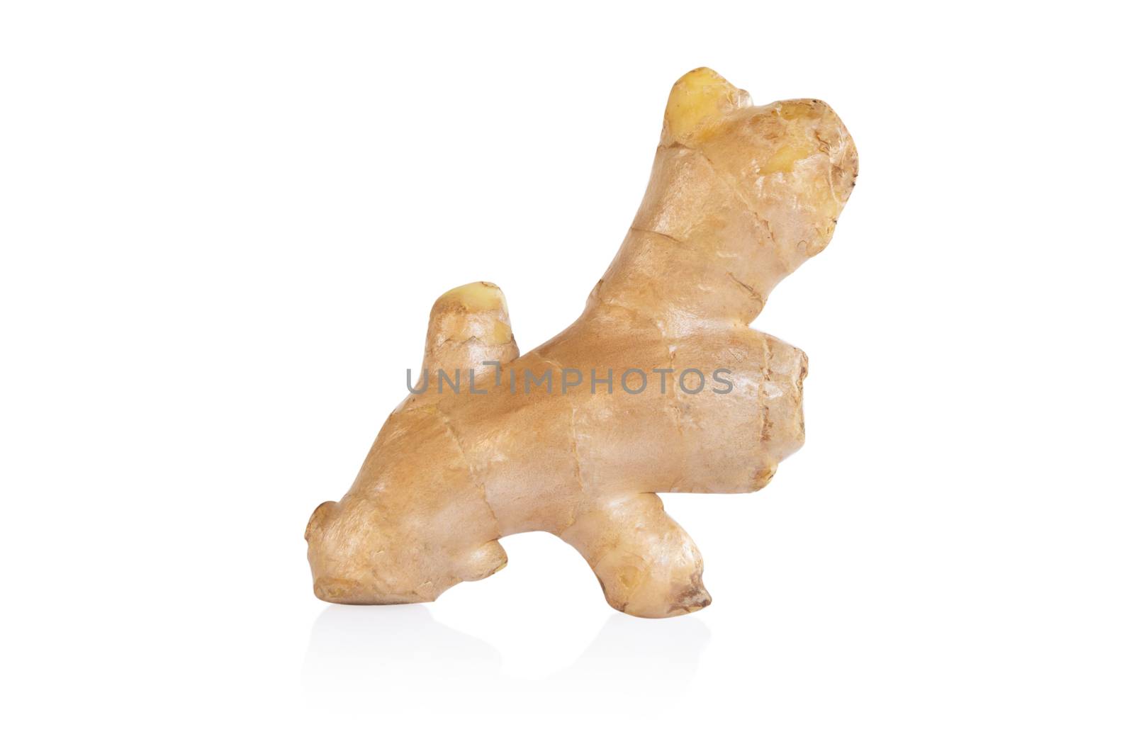 Fresh ginger root  isolated on white background for herb and medical product concept