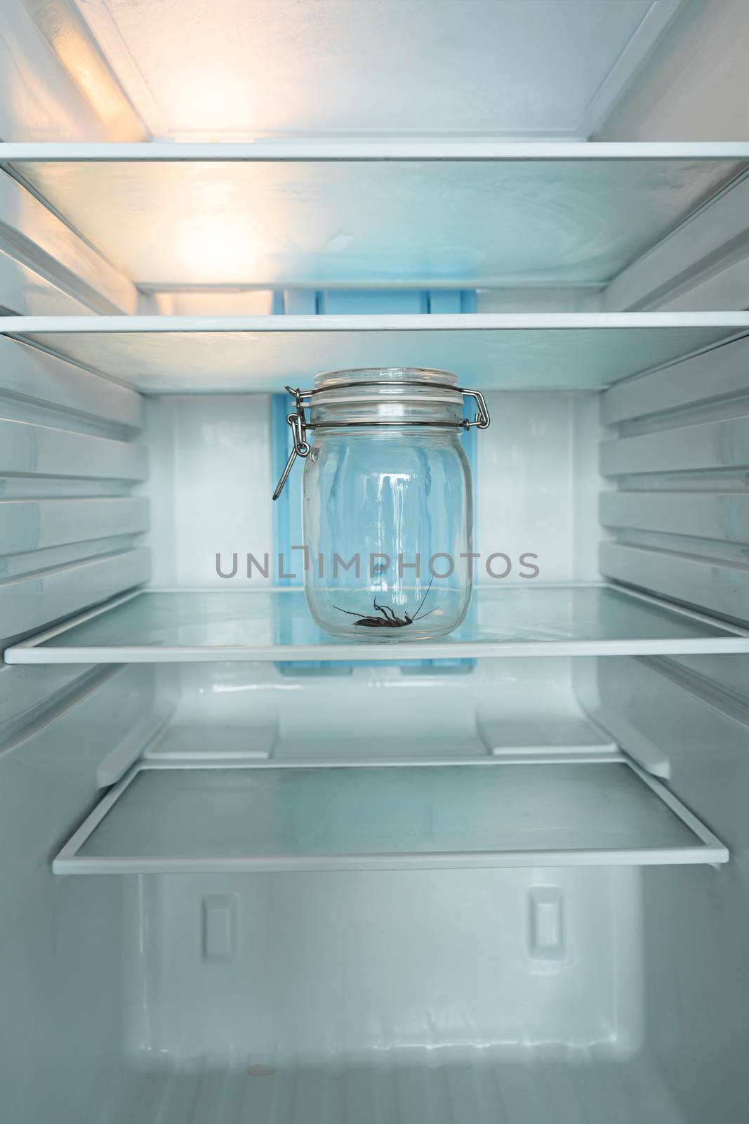 Cockroach in a glass jar in an empty refrigerator. Poverty and lack of food concept.