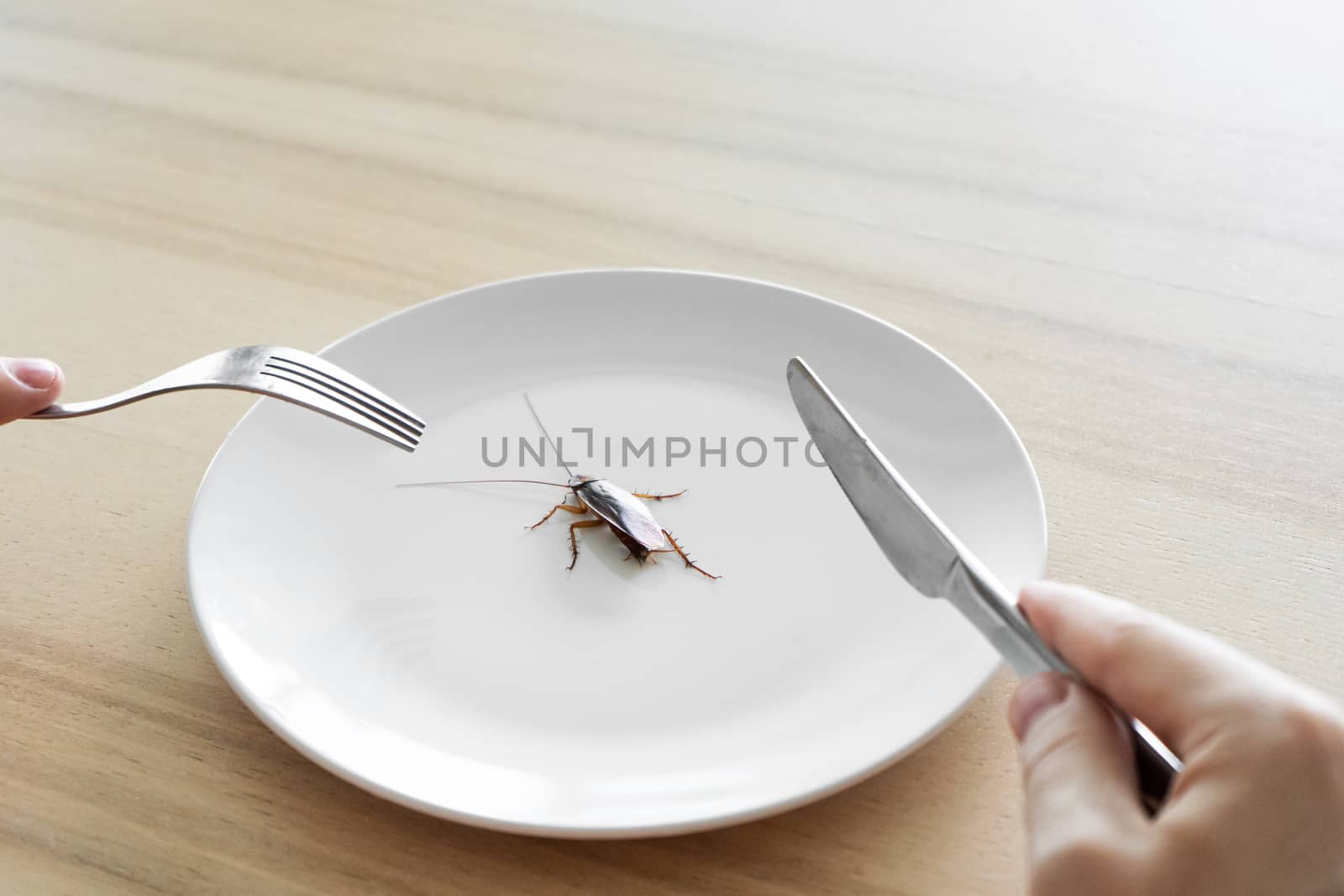Top view, a man eating a cockroach. Cockroach in a white plate on the kitchen table. Strange taste preferences by Try_my_best