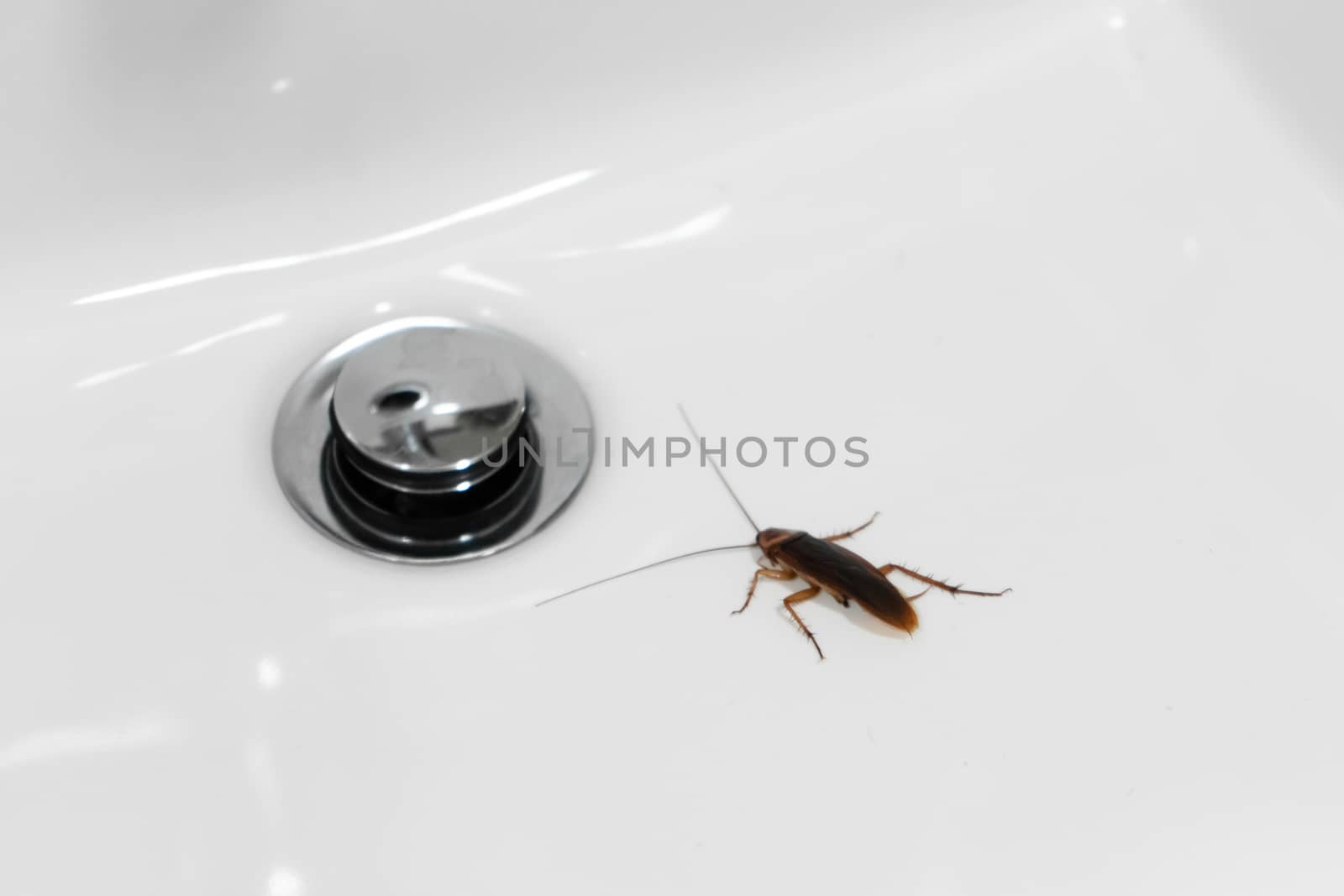 Cockroach in the bathroom on the sink. The problem with insects. by Try_my_best
