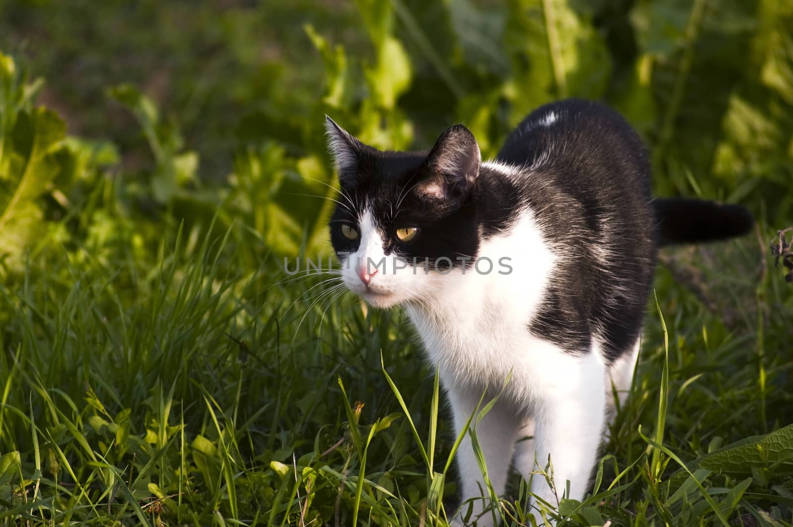 black and white cat by pozezan