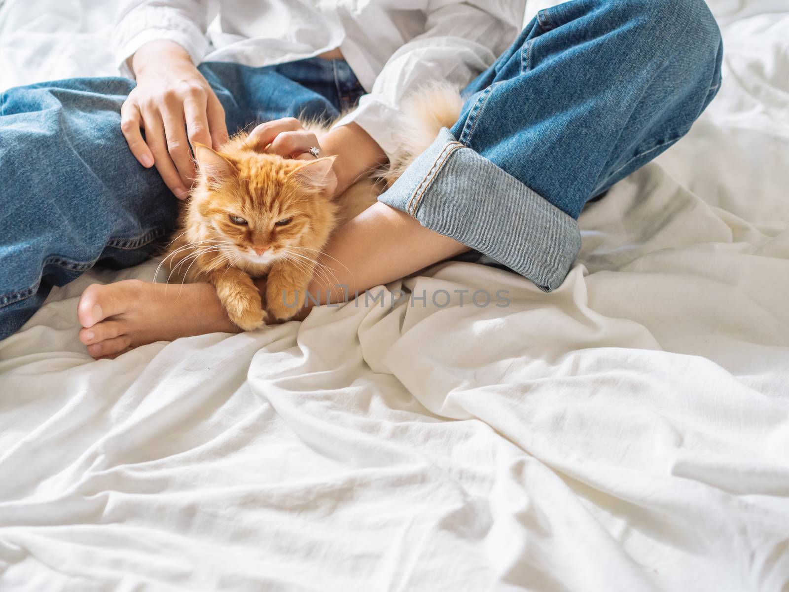 Woman in classic blue jeans sits on crumpled bed sheet and strokes cute ginger cat. Fluffy pet on unmade bed. Lazy morning bedtime with fluffy pet in cozy home. Bedroom lit with sunlight.