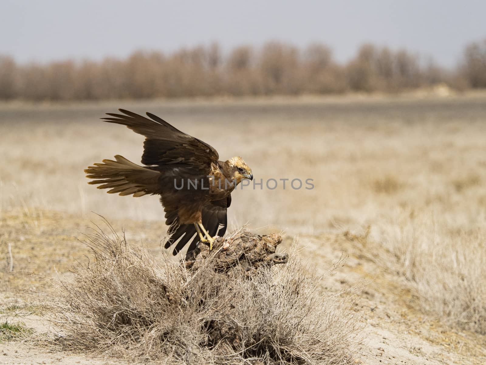 Western marsh harrier (Circus aeruginosus)