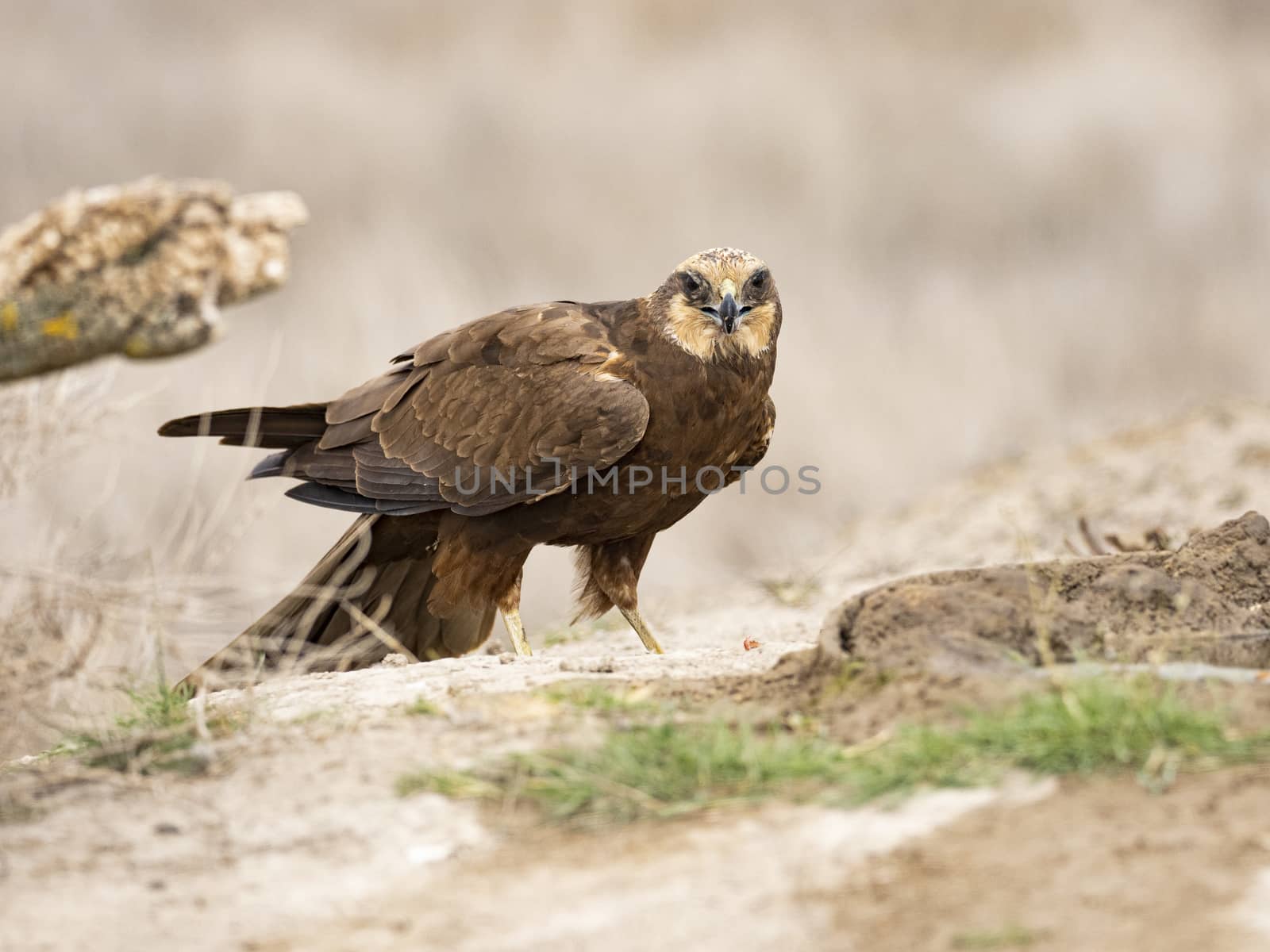 Western marsh harrier (Circus aeruginosus)