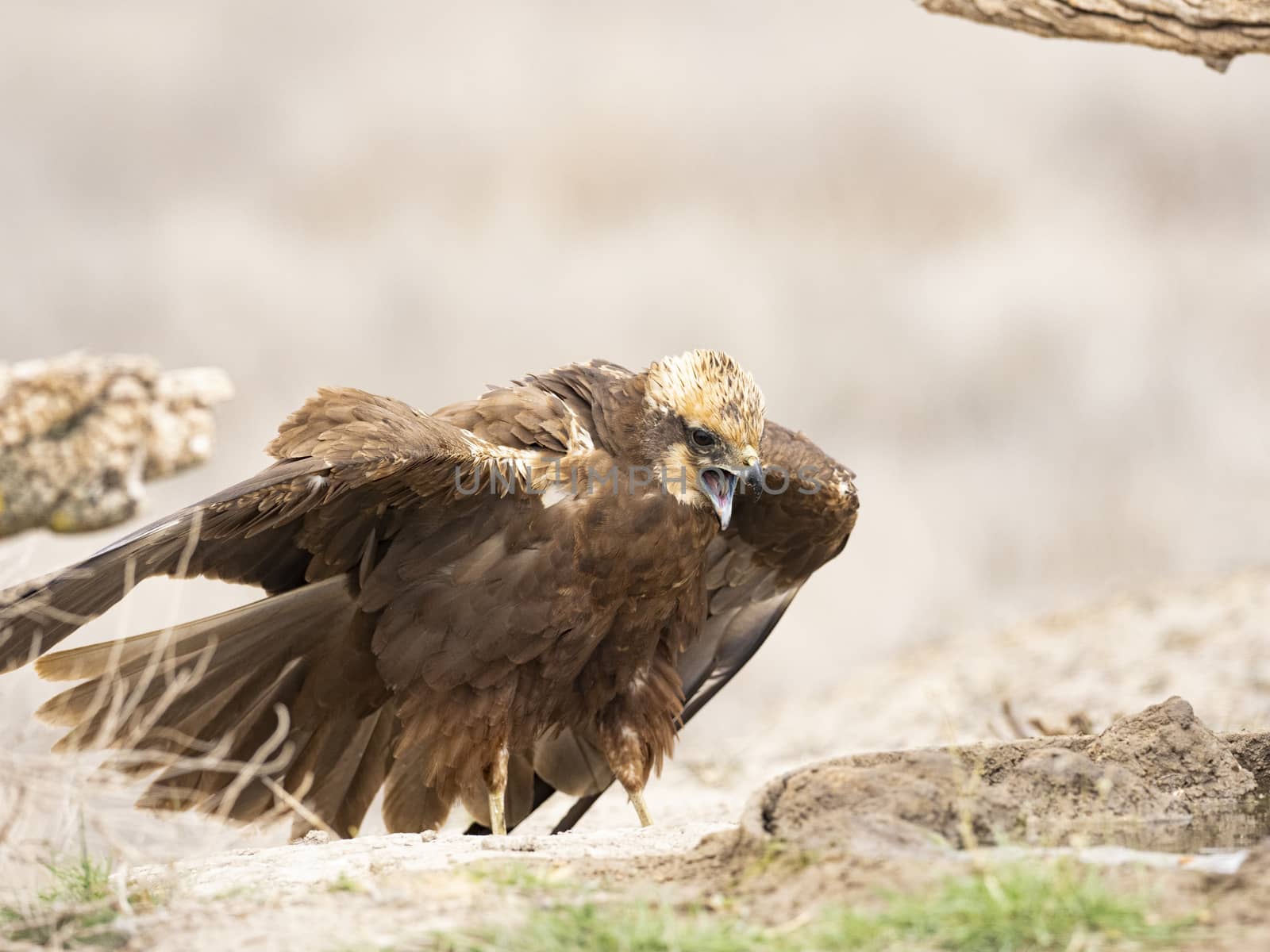 Western marsh harrier (Circus aeruginosus)