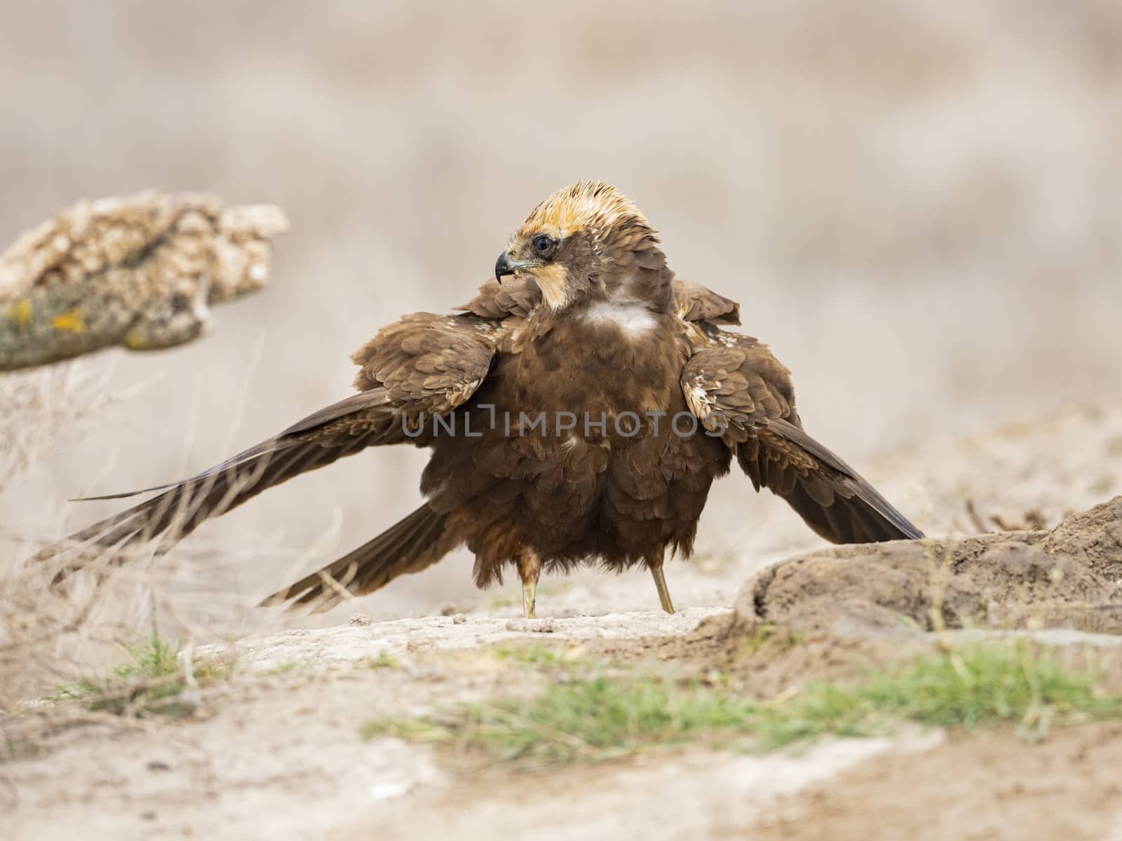 Western marsh harrier (Circus aeruginosus)