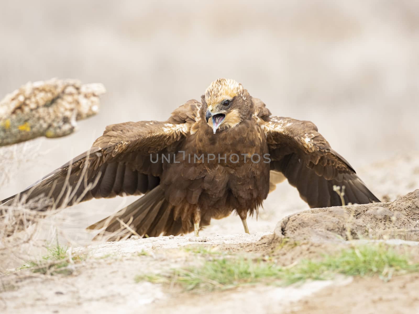 Western marsh harrier (Circus aeruginosus)