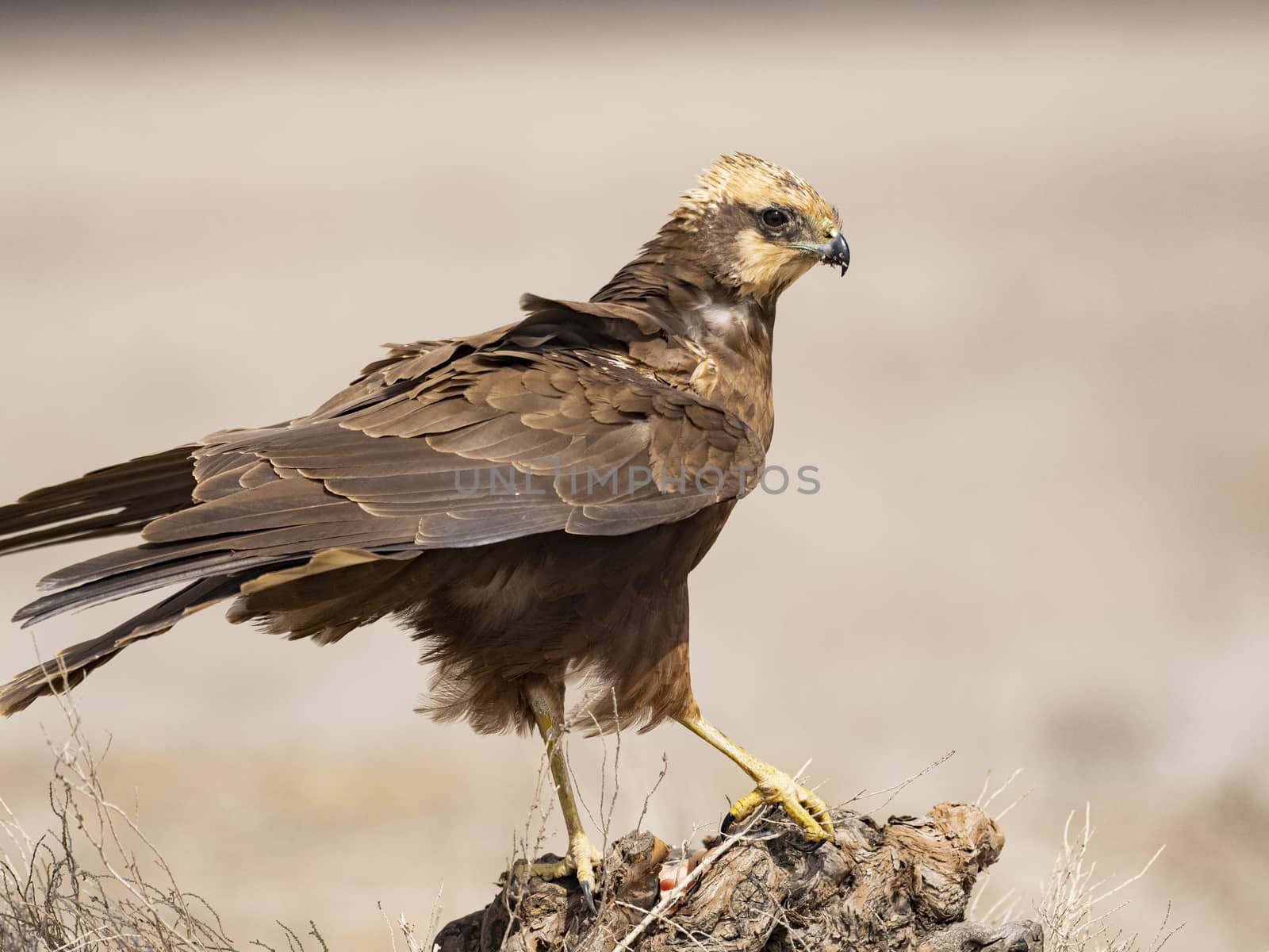 Western marsh harrier (Circus aeruginosus)