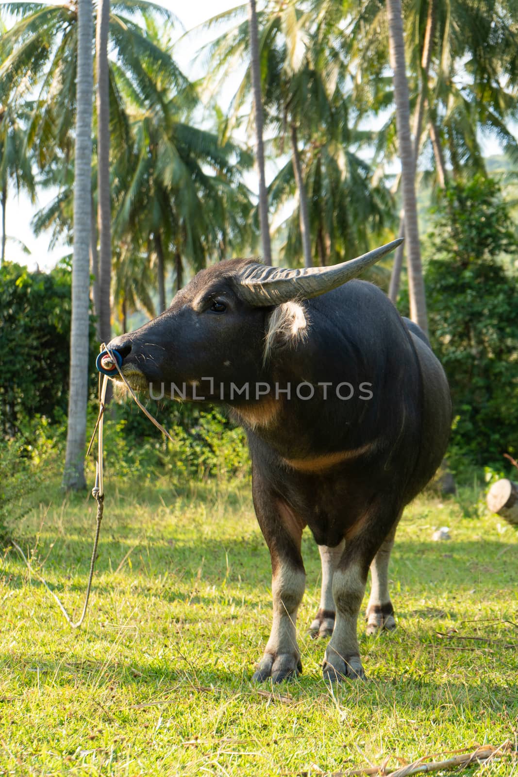 A buffalo with large horns grazes on the lawn in a green tropical jungle