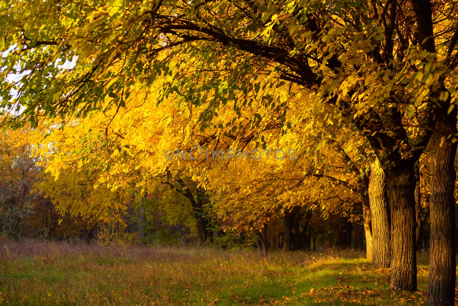 Beautiful autumn park. Picturesque nature, golden trees in the rays of the sun