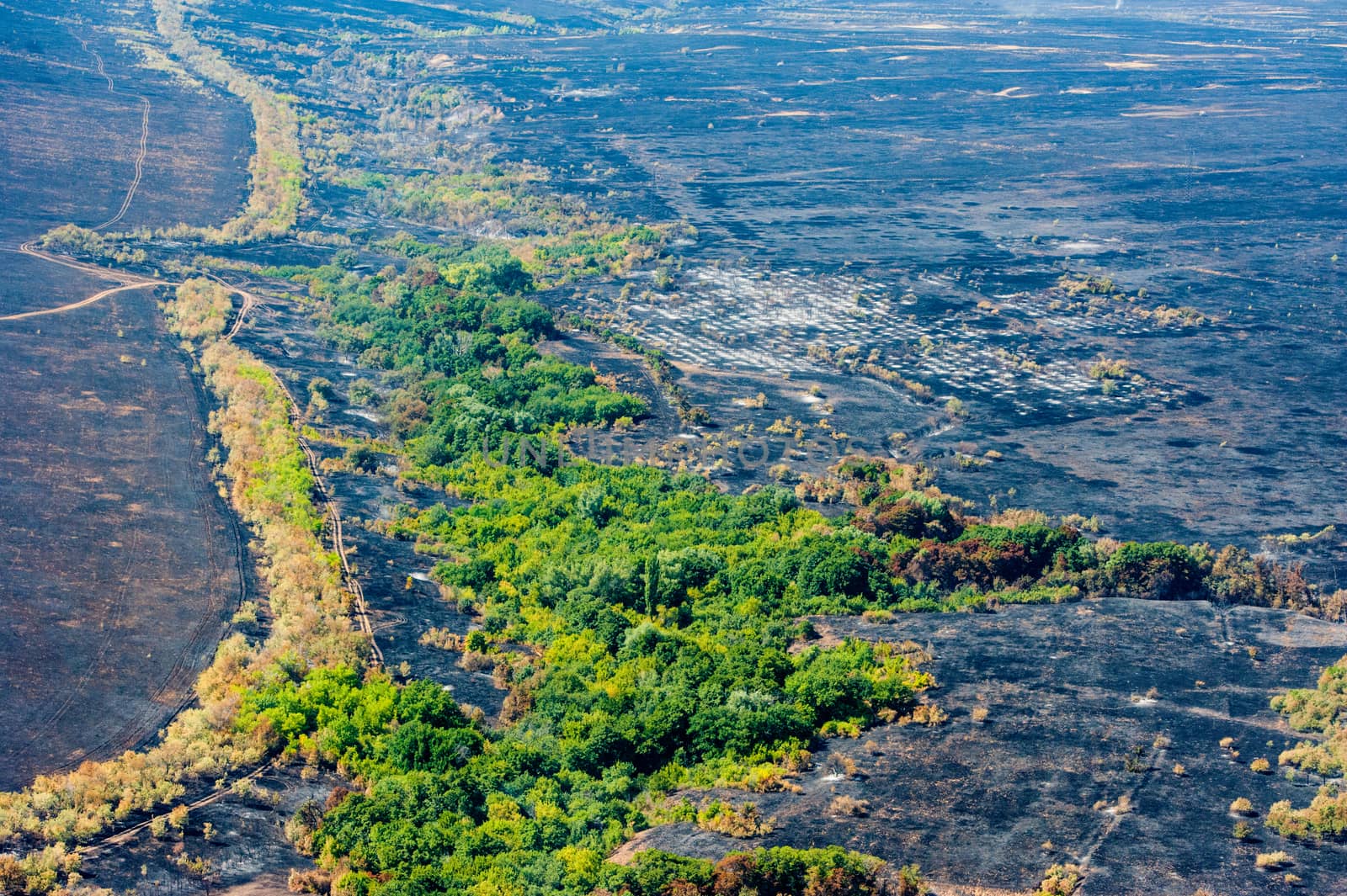 Scorched trees and grass after the fire. Aerial view. Landscape