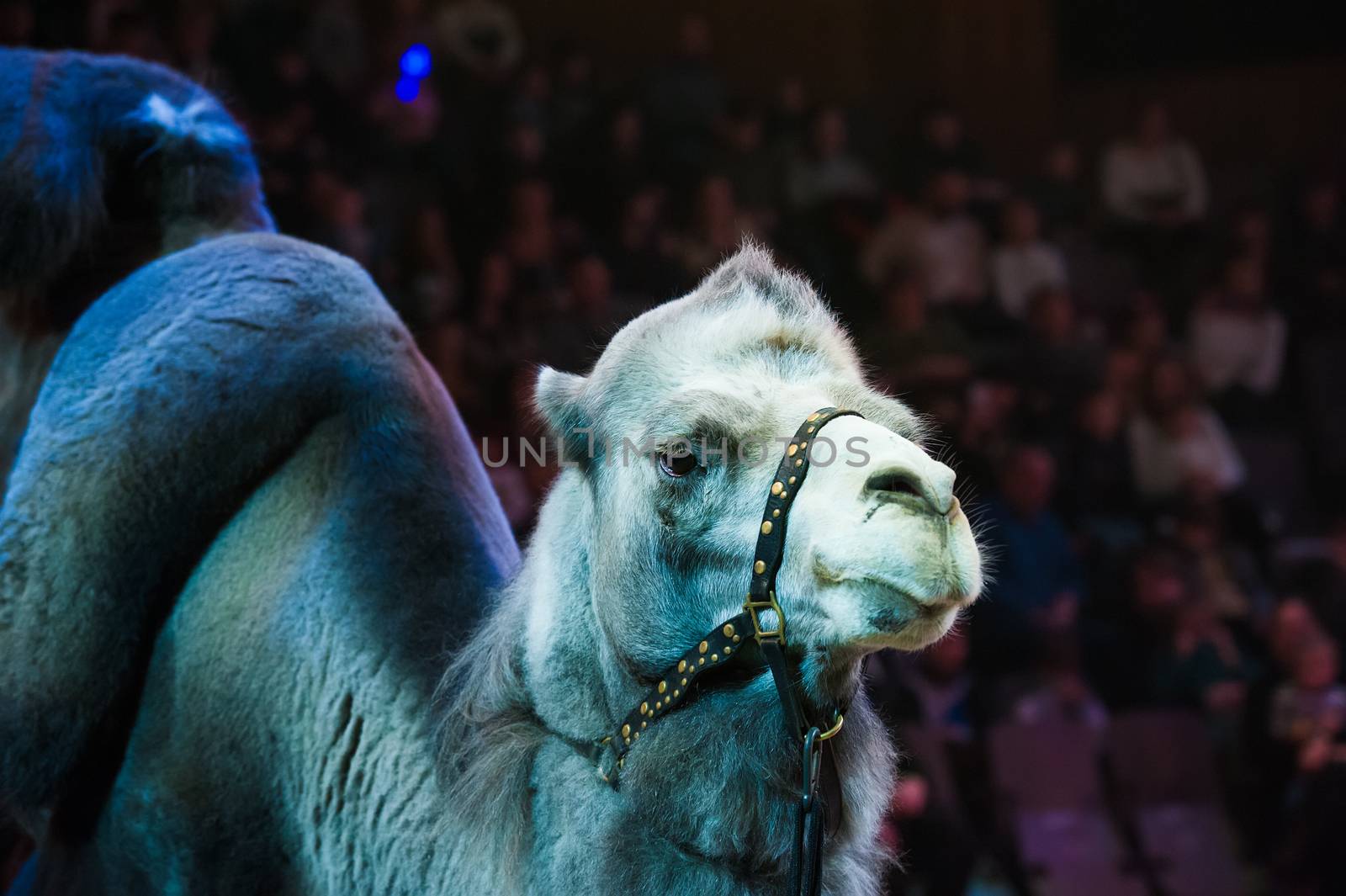 Circus camel performs in the circus by grigorenko
