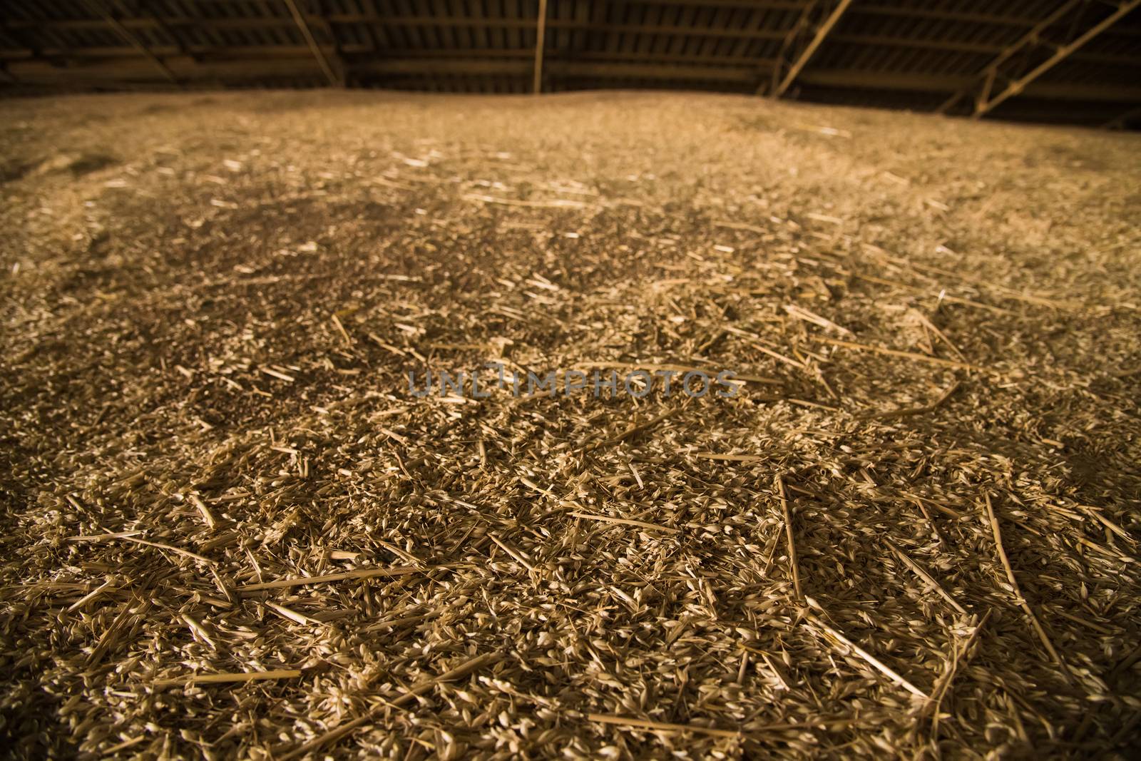 Pile of heaps of wheat grains at mill storage or grain elevator.
