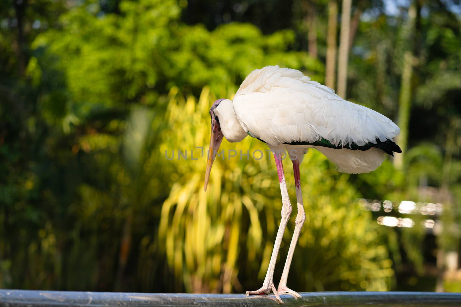 Portrait of milk stork on a fence.