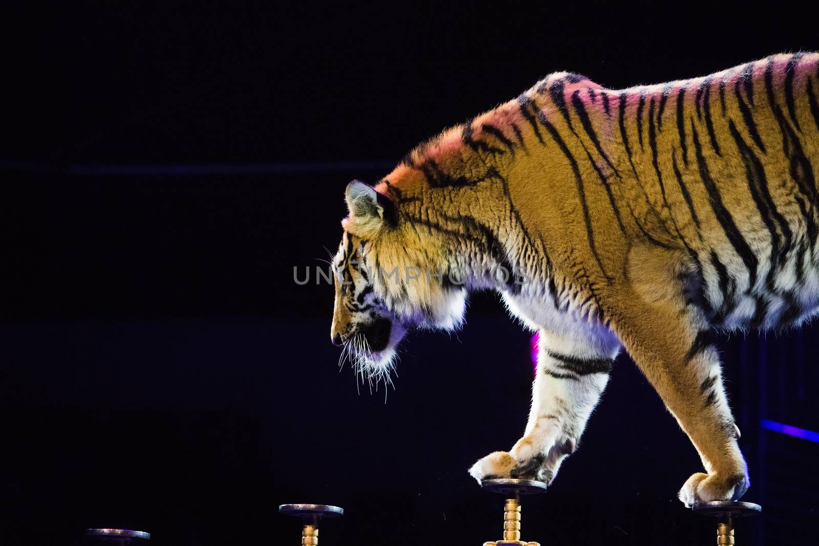 Circus. Tiger performs tricks in the circus arena