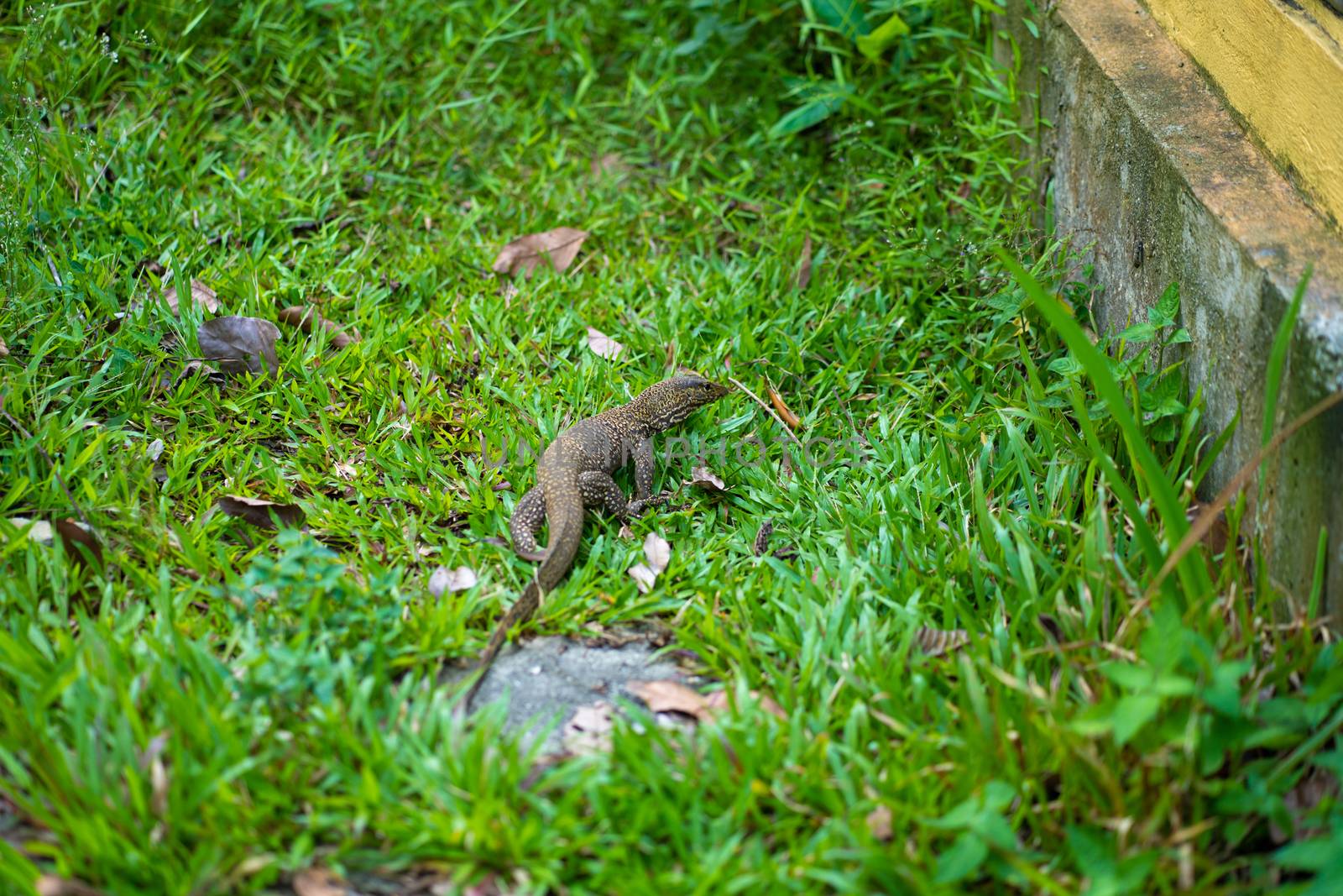 Komodo lizard walks on the lawn in the park by Try_my_best