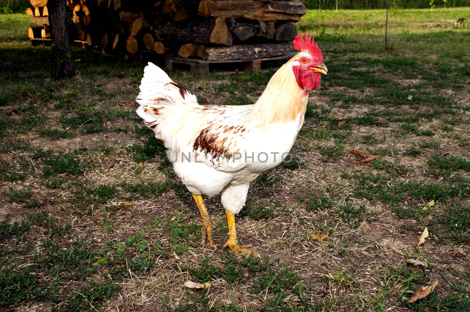 rooster - cock standing in the grass