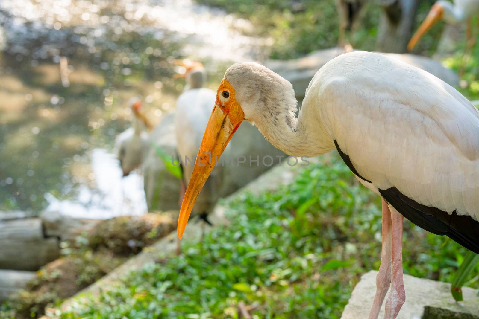 A flock of milk storks sits on a green lawn in a park by Try_my_best