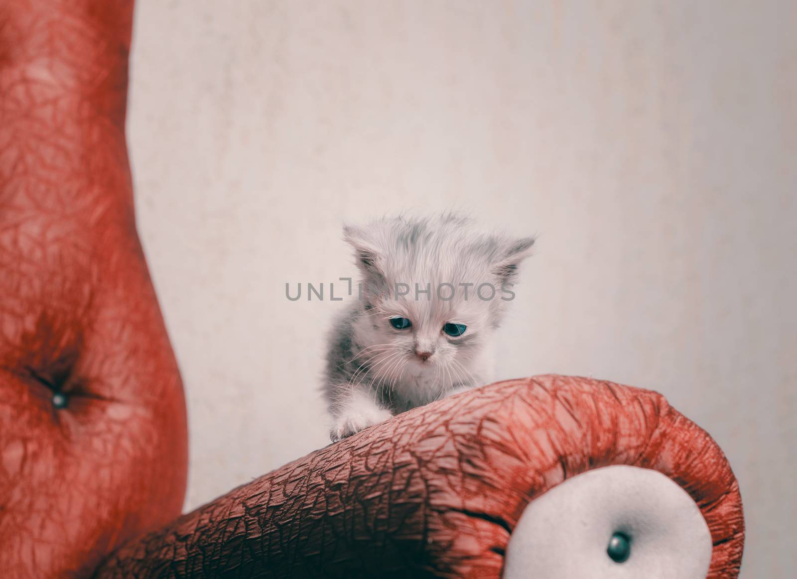 sad lonely blue-eyed kitten on the railing of a red sofa by Gera8th