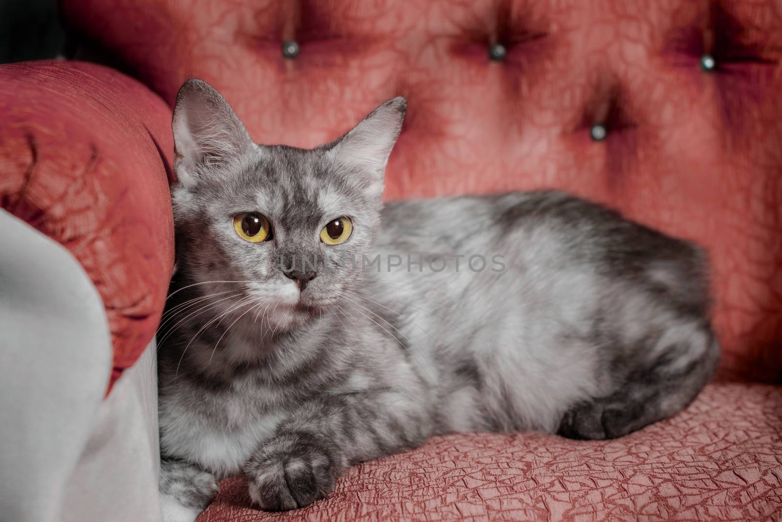 silver adult cat reclines on a red sofa