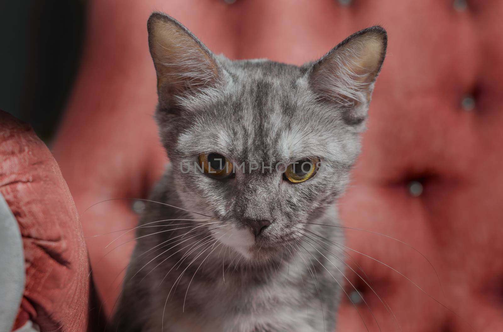 Tabby angry cat on a background of red armchair by Gera8th