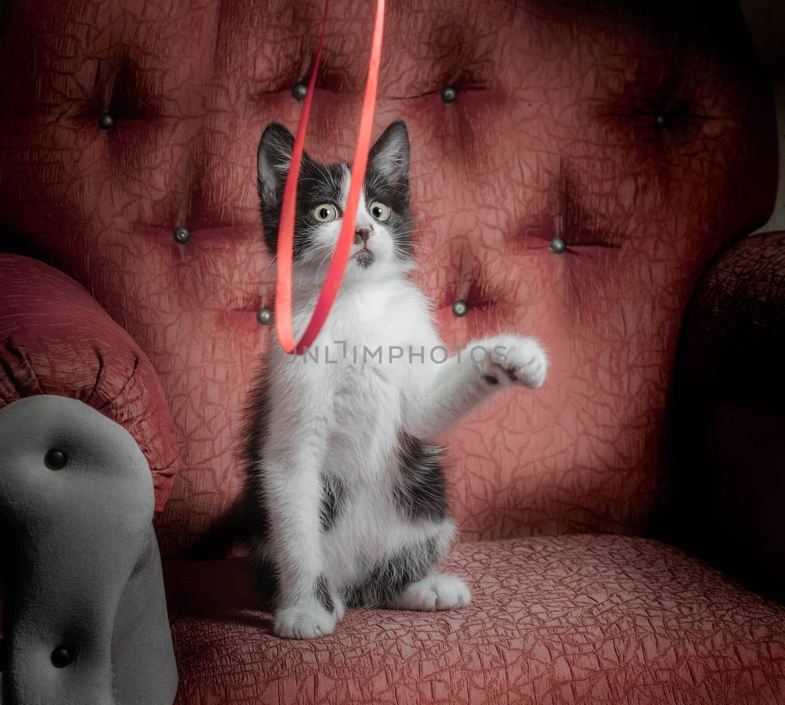 black and white outbred kitten on a red sofa plays with a ribbon