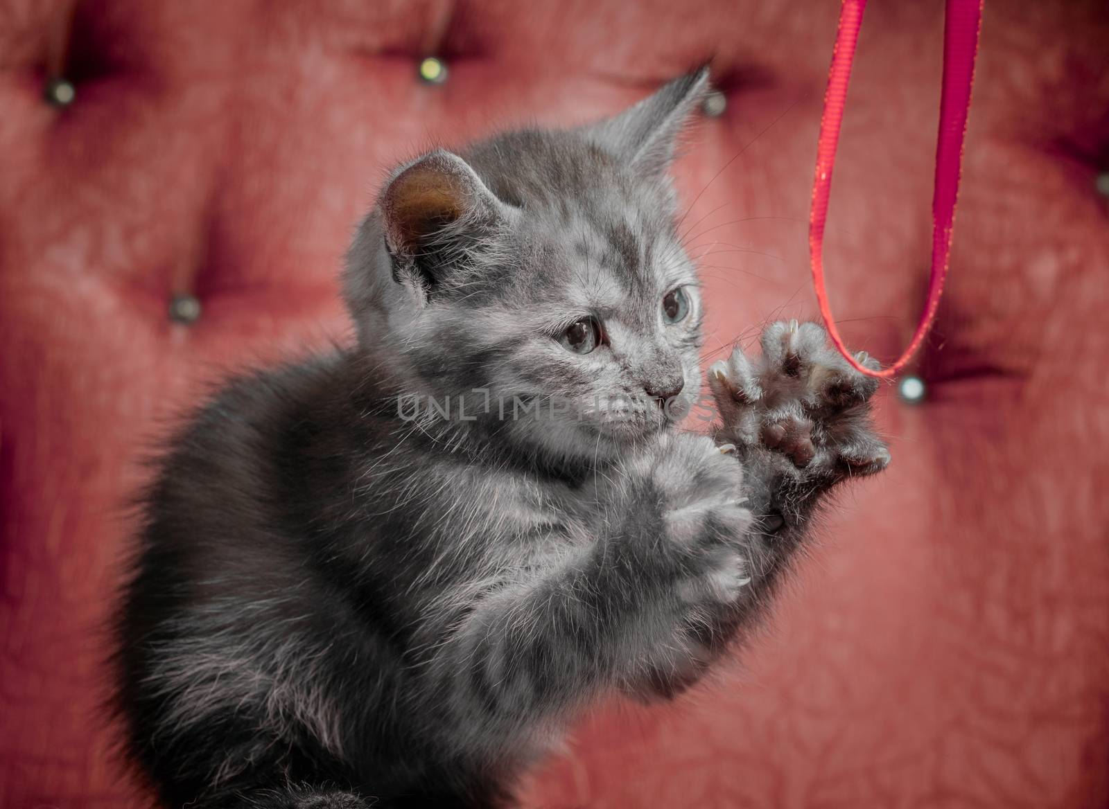 gray outbred kitten on a red sofa plays with a ribbon