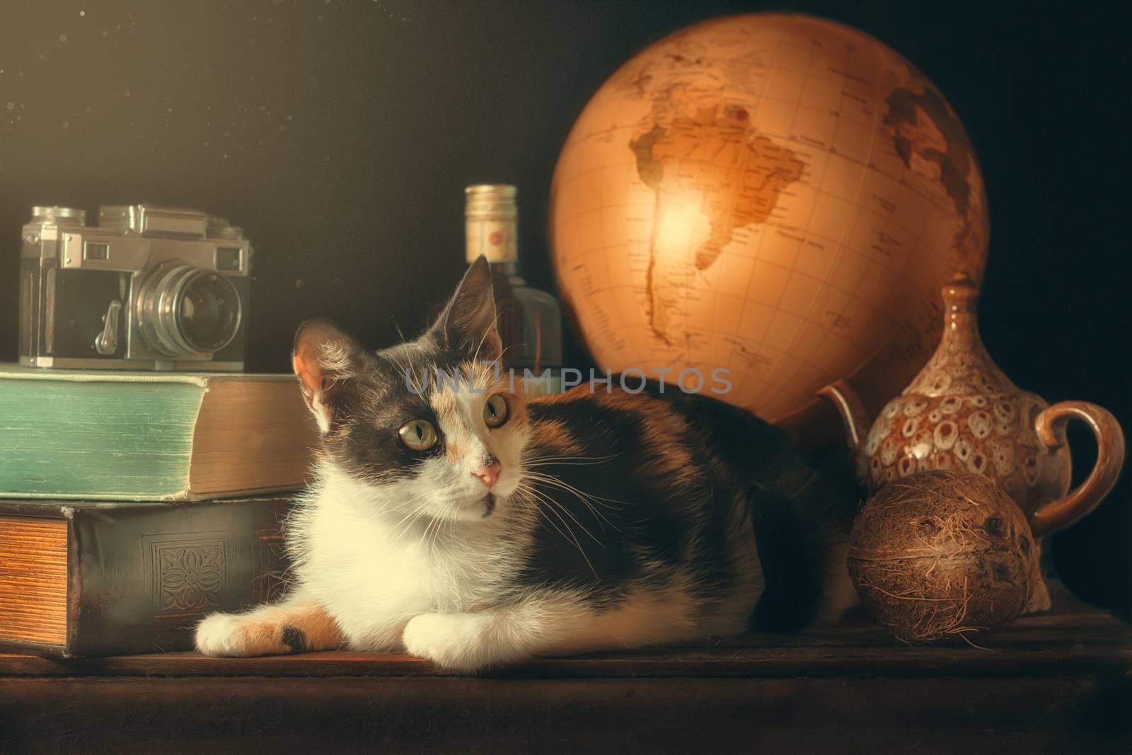 tricolor adult cat among old things in the sunlight and dust