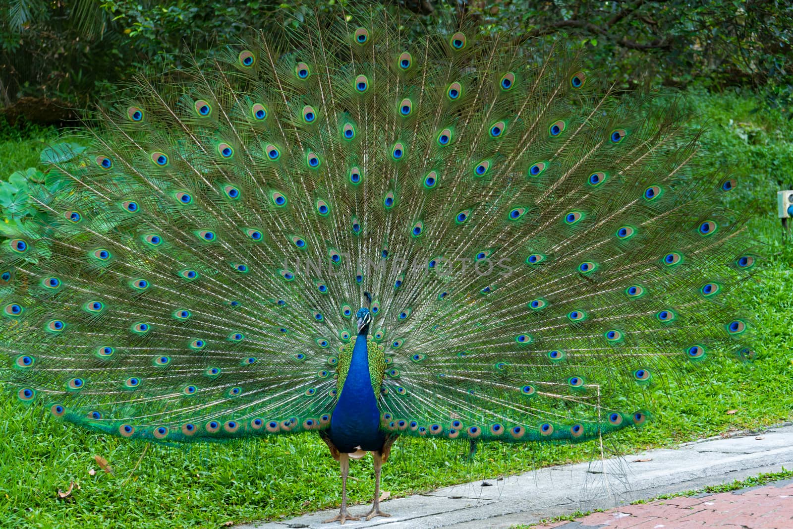Beautiful well-groomed peacock fluffy a magnificent tail, flirts with a female by Try_my_best