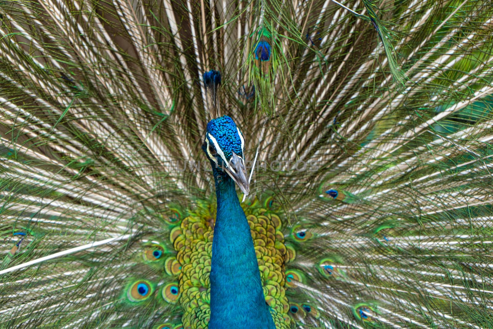 Beautiful well-groomed male peacock, spreading its tail, luxurious tail, flirts with a female by Try_my_best