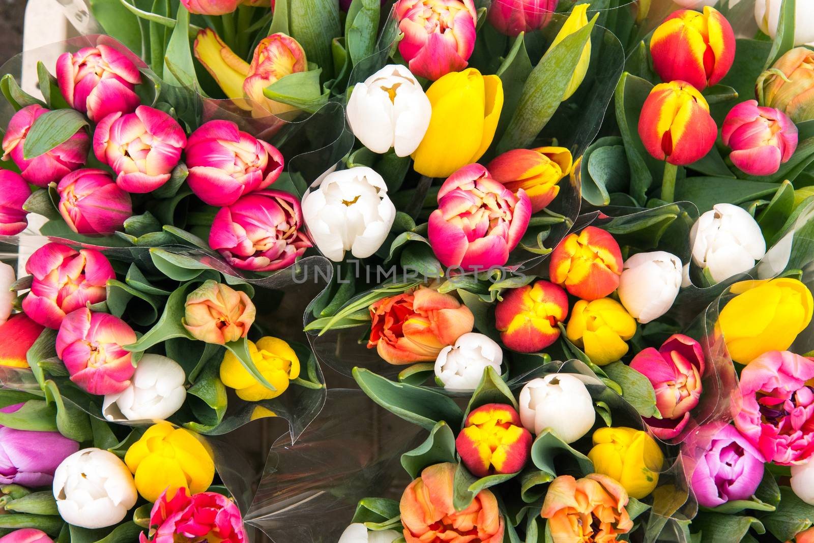 Tulips for sale at a markt by elxeneize