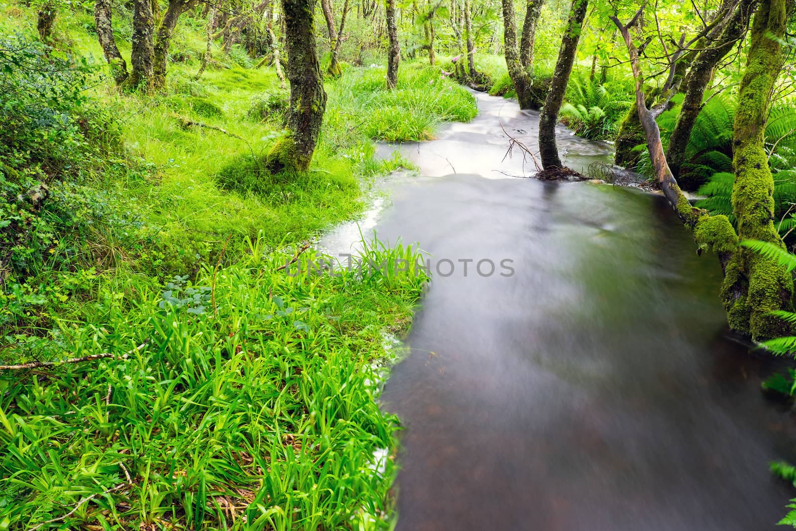 Small river in a green forest seen in the Highlands of Scotland