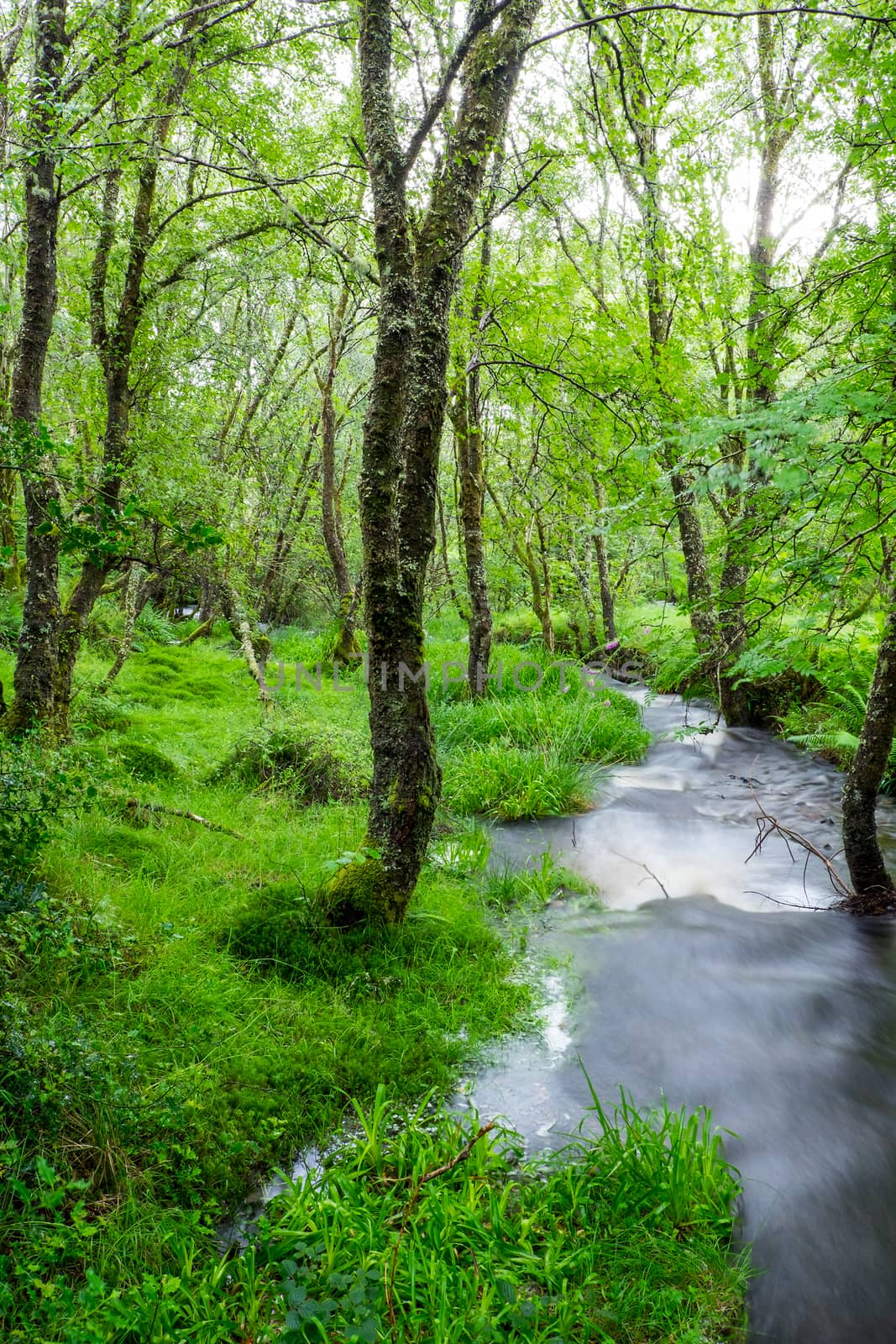 Small creek in a green forest seen in the Highlands of Scotland