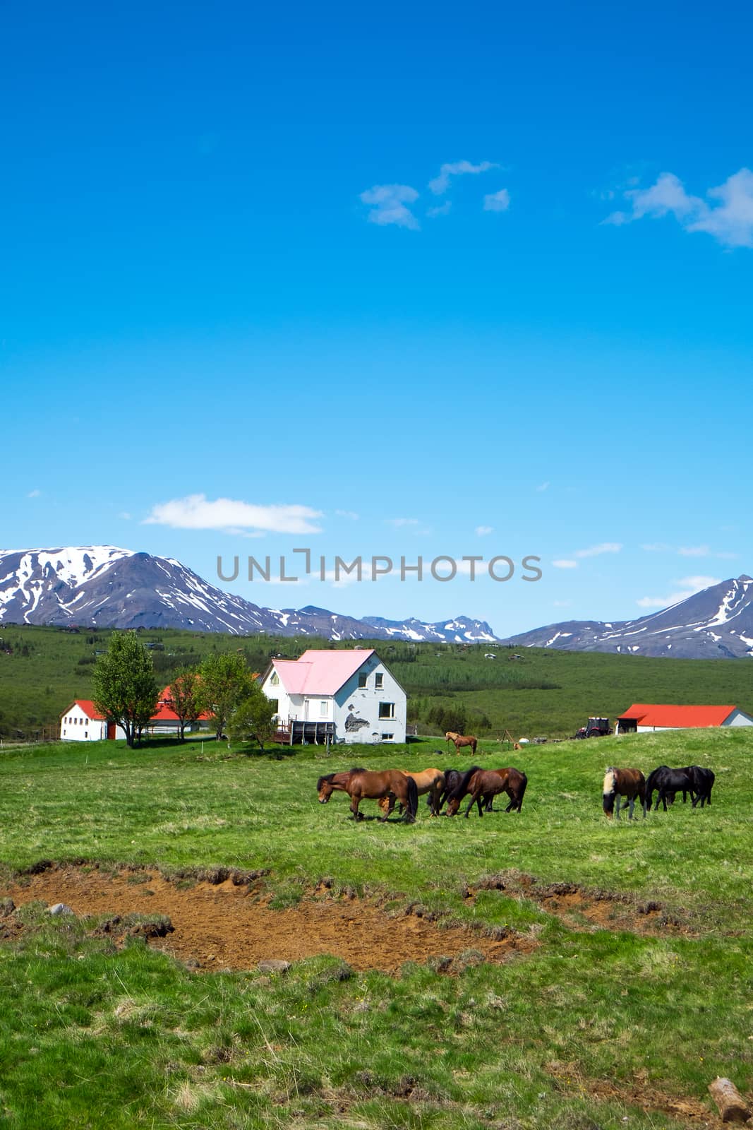 Horses on a farm in Iceland by elxeneize