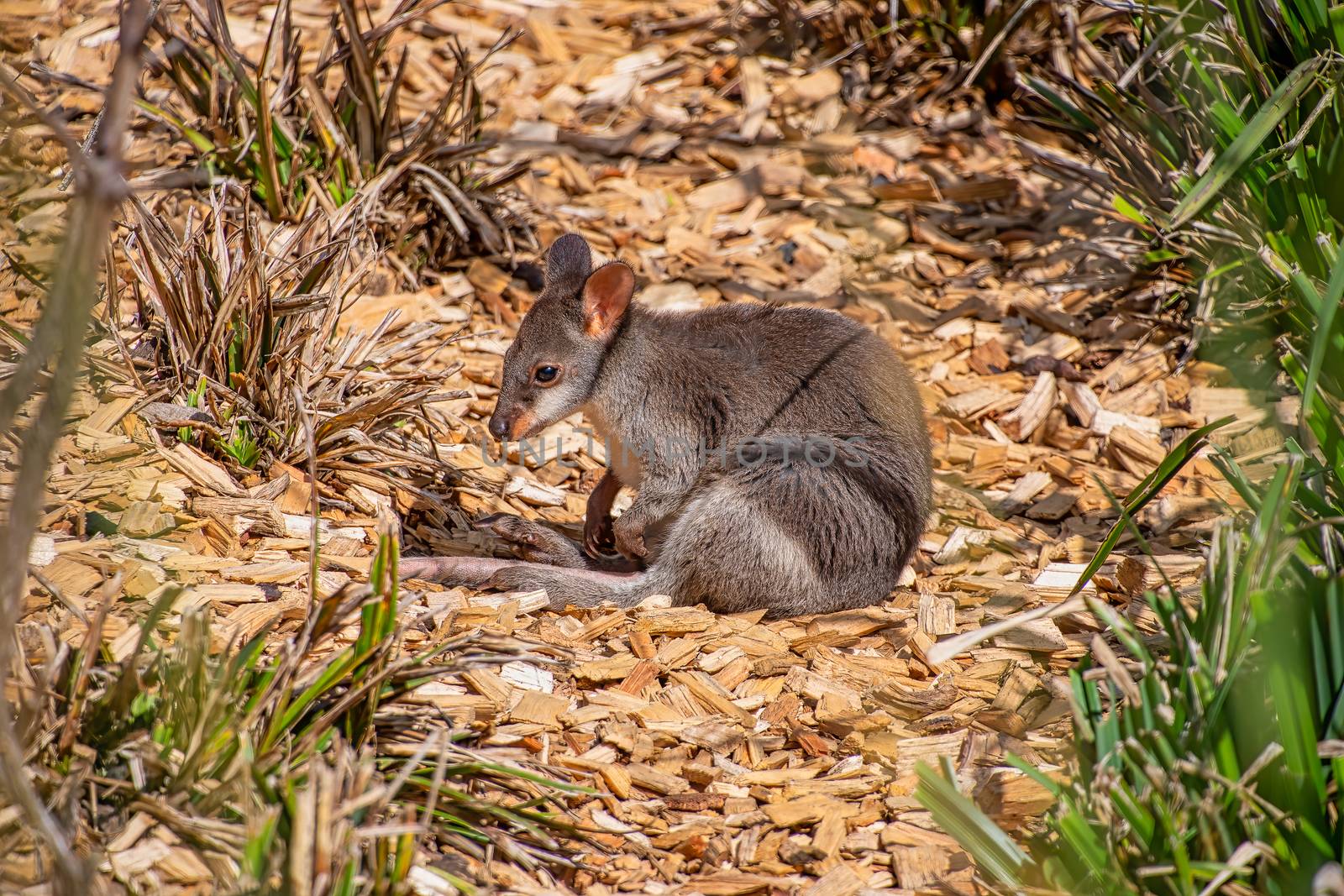 Baby Dusky Pademelon - endangered also known as Dusky Wallaby