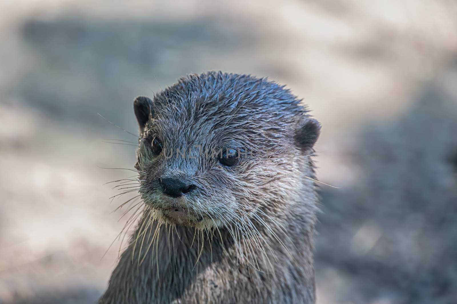 Asian small-clawed otter (Amblonyx cinerea) by Russell102