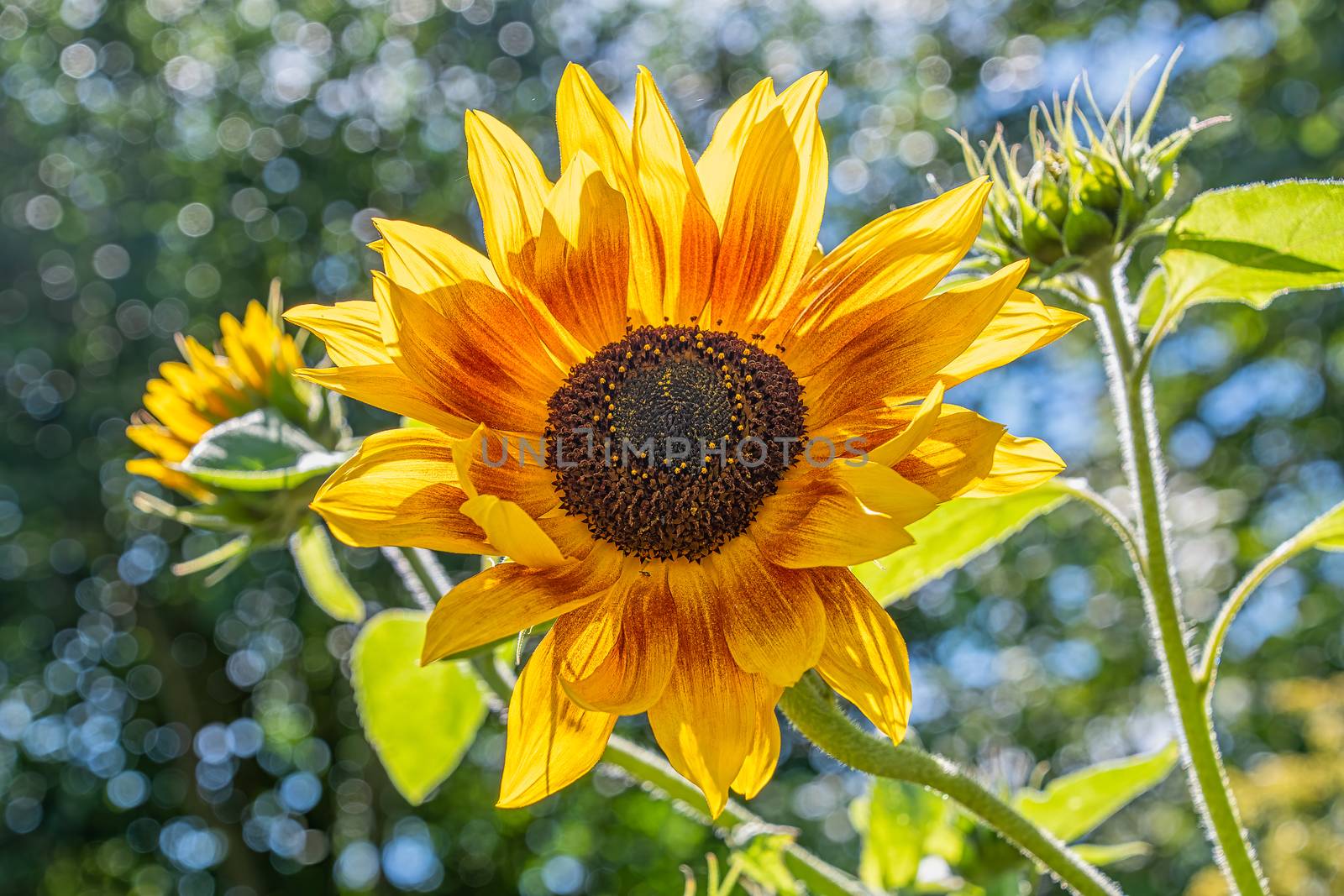 Single large sunflower bloom which is backlit from the sun