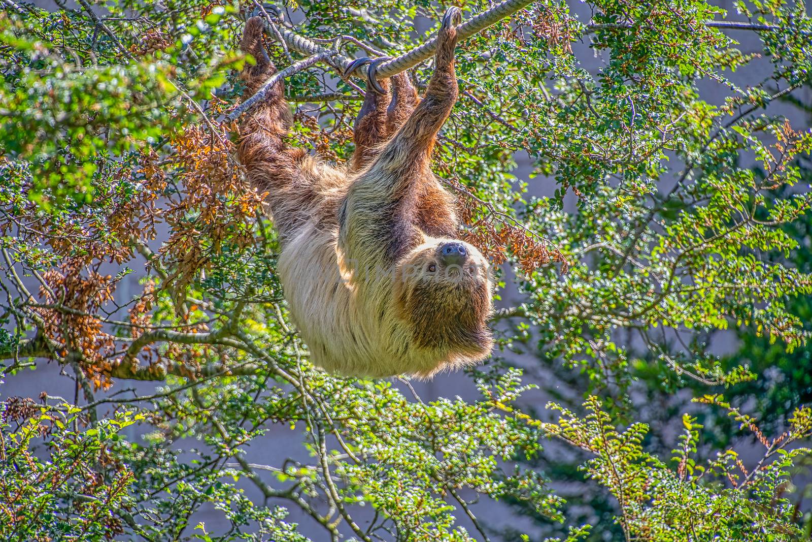 Two toed sloth slowley crawling along some rope