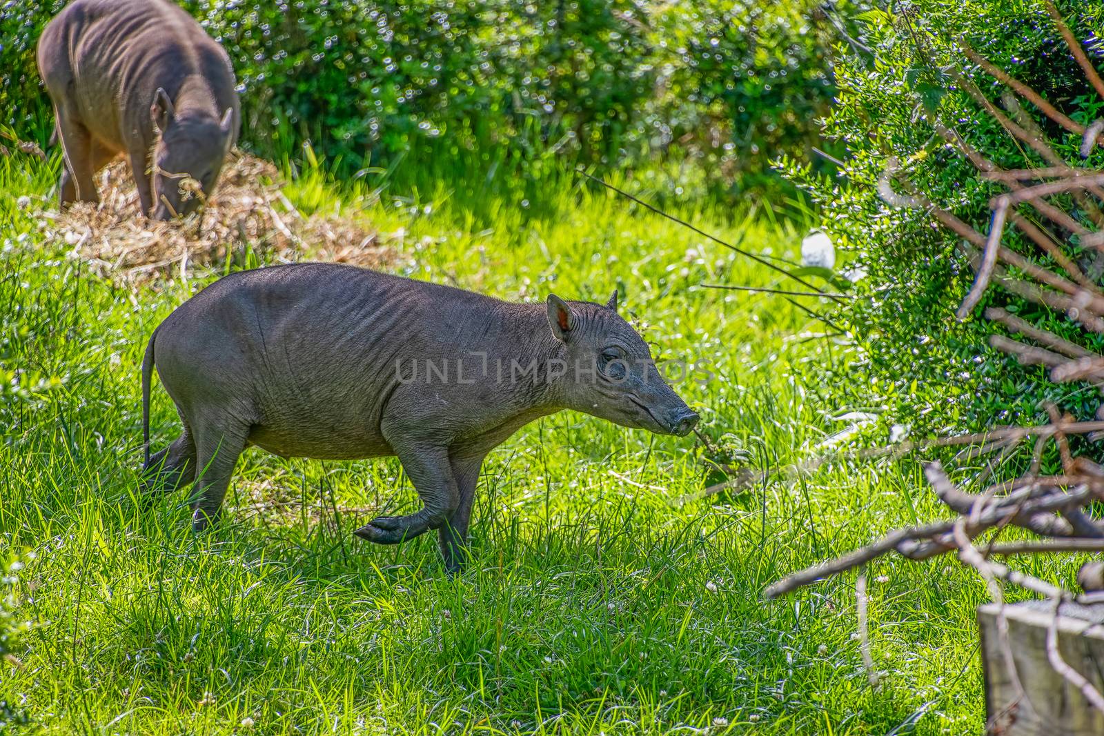 Young baby Northern Babirusa by Russell102
