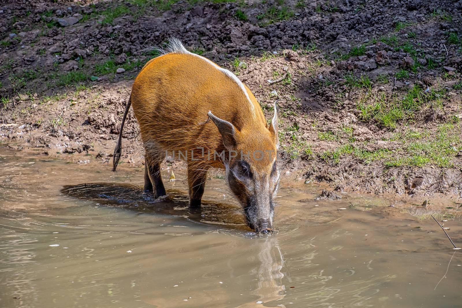 red River Hog by Russell102