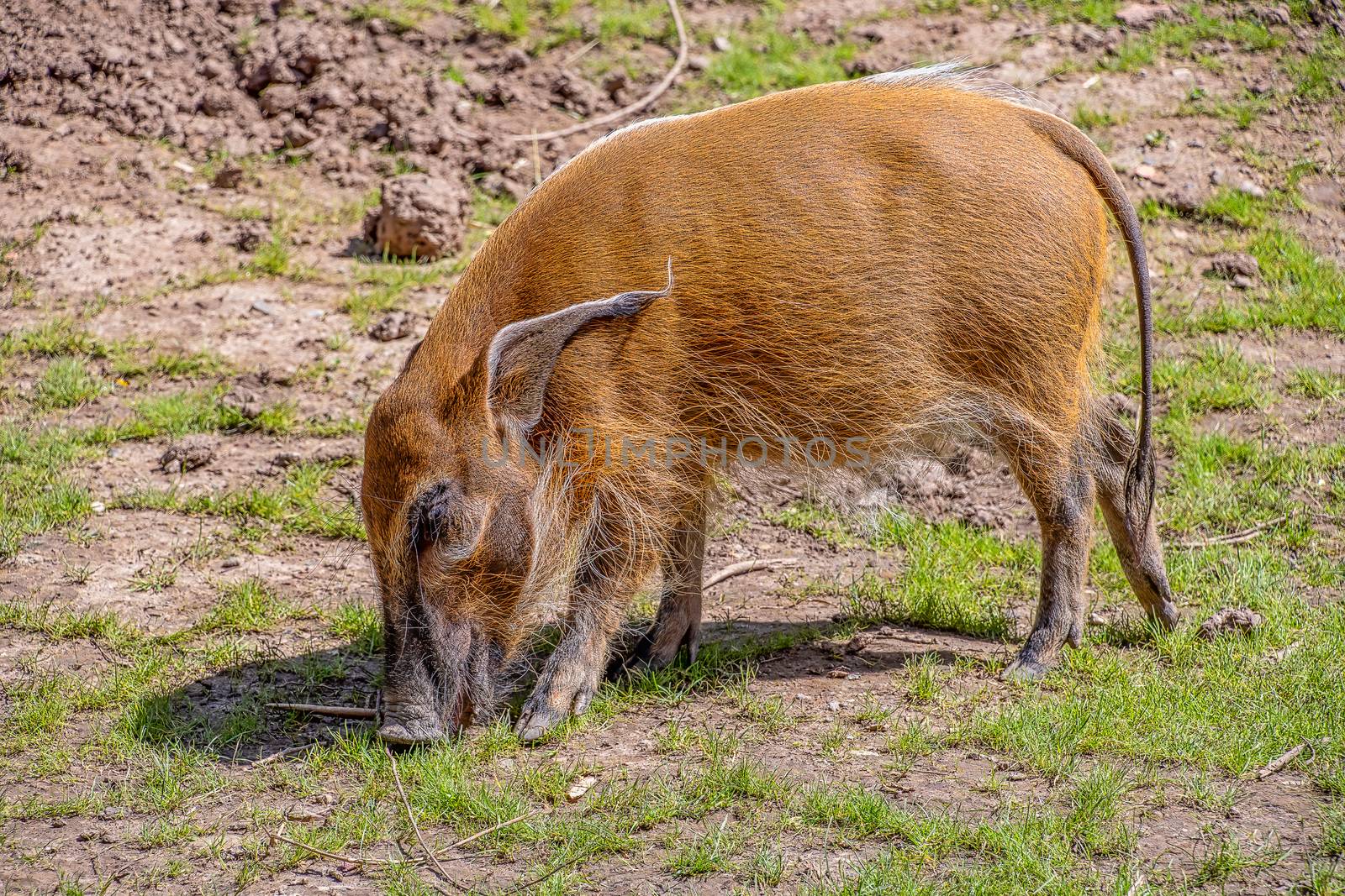 Red River Hog by Russell102