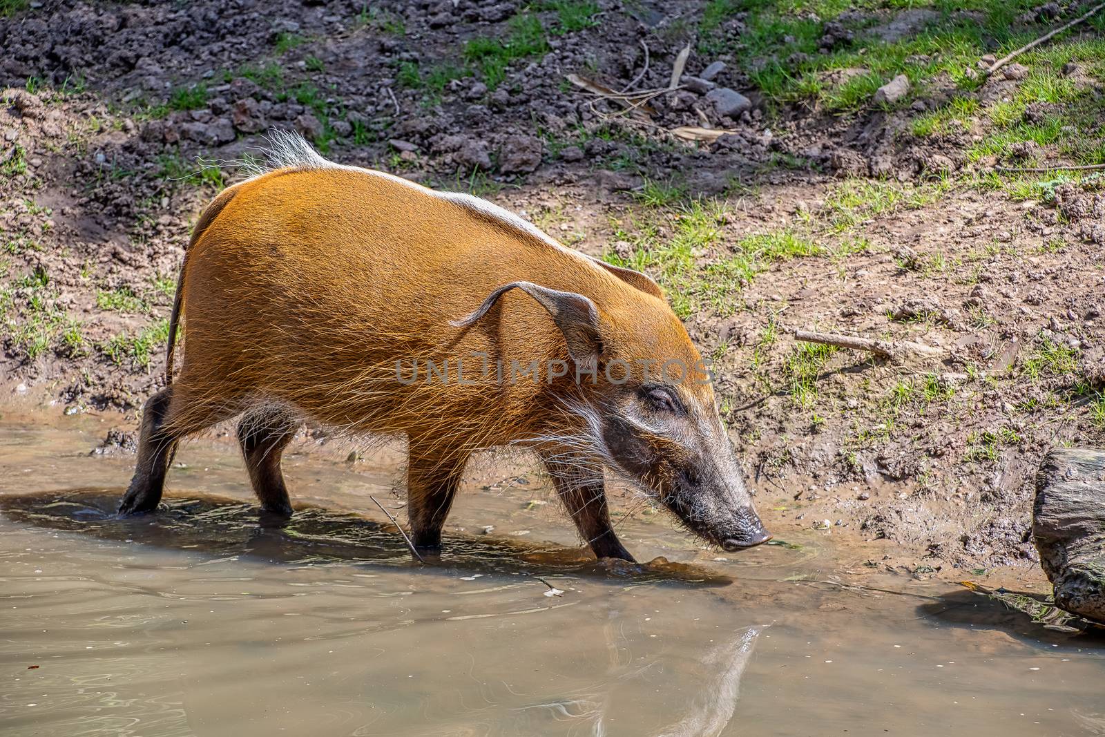 Red River Hog walking along the edge of a river